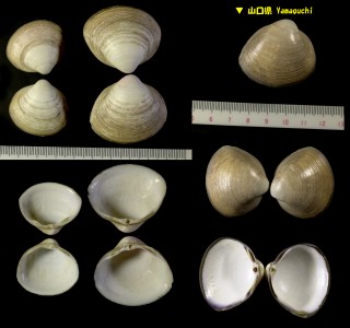 シオフキ 塩吹 Mactra veneriformis small
