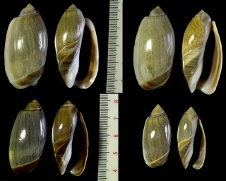 ハコマクラの仲間02 Olivancillaria steeriae small