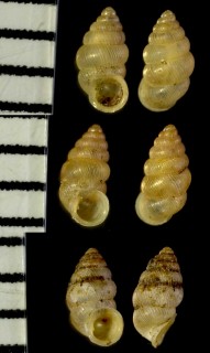 クメジマゴマガイ Diplommatina kumejimana small