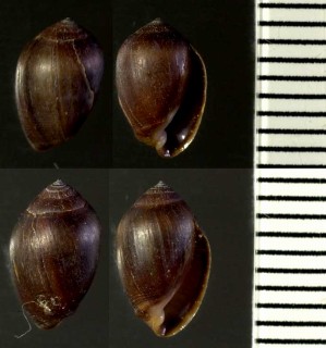 ウルシヌリハマシイノミ Melampus nucleus small