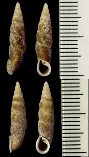 ハヤシギセル 林煙管 Phaedusa hayashii small