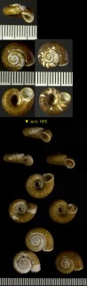ツシマヤマクルマ 対馬山車 Spirostoma japonicum tsushimanum small