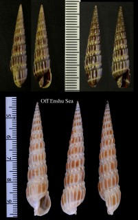 ヒロウネトクサ Duplicaria latisulcata small