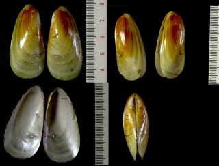 ヌリツヤホトトギス 塗艶時鳥 Amygdalum watsoni small