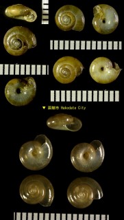 ウスグチベッコウ Oxychilus cellarius small