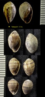 キヌカツギハマシイノミ Melampus sincaporensis small