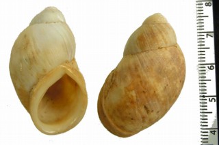 コガタクチビロアカマイマイ （仮称） Strophocheilus pachychilus small