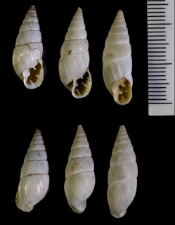スジイリクチトジギセルの仲間 Spixia charpentieri small