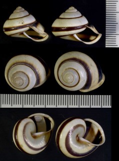 カワリパプア Papuina gamelia small