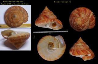 オオイシオキナエビス Mikadotrochus oishii small
