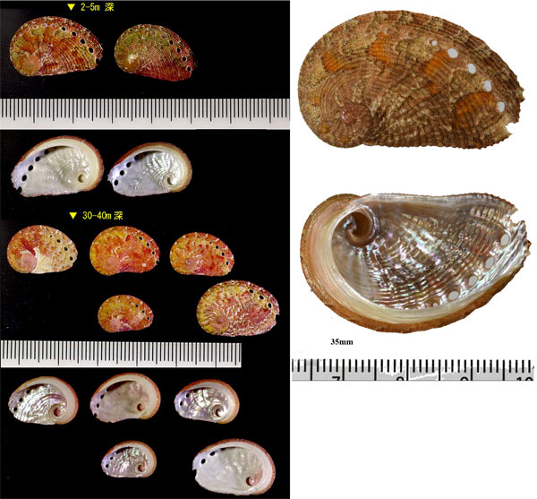 チリメンアナゴ Haliotis crebrisculpta small
