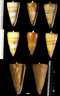 クビカザリイモ Conus monile small