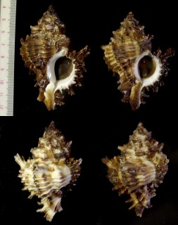 オオトゲガンゼキ Chicoreus megacerus small