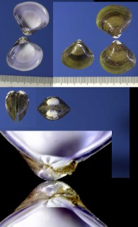 バチ型シジミ ? Corbicula largillierti small