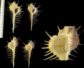 インドネシアのホネガイ Murex hystricosus small