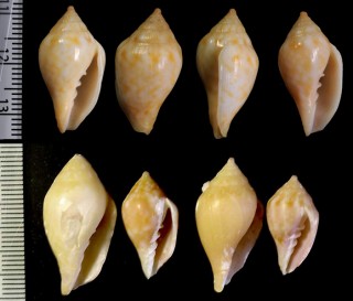 スハダフデヒタチオビ (仮称) Volutomitra glabella small