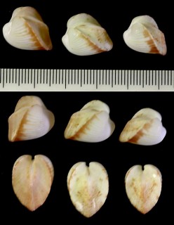 テリコウボネ 照河骨 Meiocardia hawaiana small