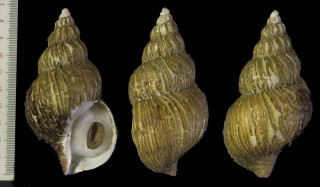 ワクイバイ 和久井? Reticubuccinum wakuii small