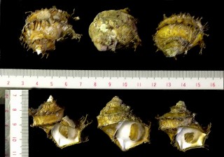 ヒゲマキナワボラ Trichotropis bicarinata small