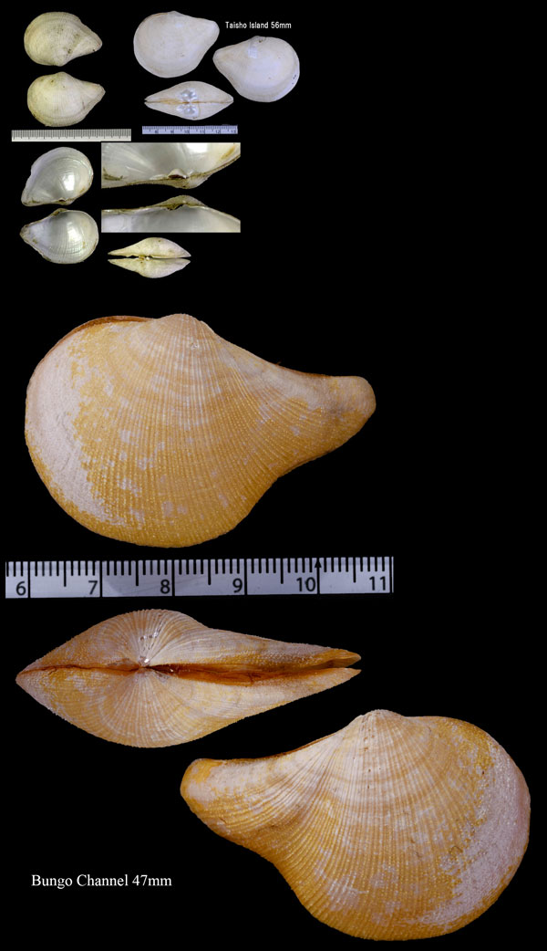 オナガギンスナゴ Acreuciroa rostrata small