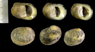 キアマガイ 黄蜑貝 Nerita martensiana small