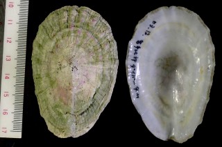 サルアワビ 猿鮑貝 Tugali gigas small