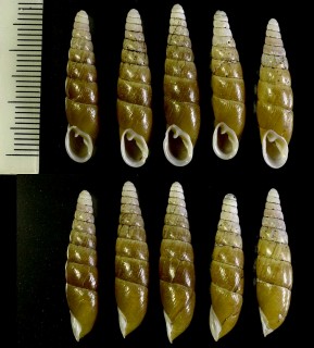 トノサマギセル (ヂカギセル) Mundiphaedusa ducalis small
