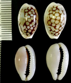 フランチェスカノコダカラ Cribrarula esontropia francescoi small