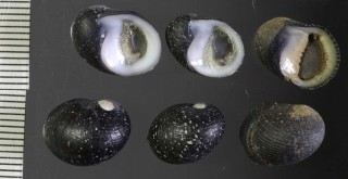 クロミアマガイの仲間 Theodoxus neglectus small