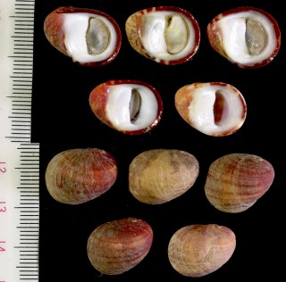 アマオブネ　紅海 Nerita sanguinolenta small