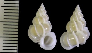 エドイトカケ 江戸糸掛 Epitonium tokyoense small