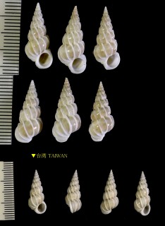 ホソチャマダライトカケ Epitonium glabratum small