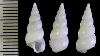 フタオビハブタエイトカケ Amaea bitaeniata small