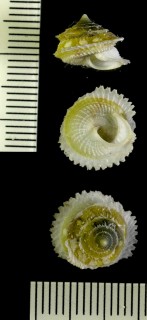 ハグルマヤマキサゴ Priotrochatella constellata small