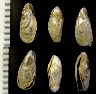 イガイダマシ Mytilopsis sallei small