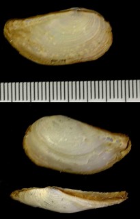 サザナミネリガイの南イングランドの型 Pandora albida small