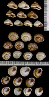 ウッドラークパプア Papuina woodlarkiana small