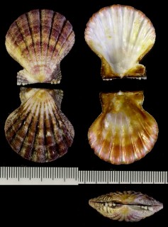 コブナデシコの仲間 未詳 Lyropecten sp. small