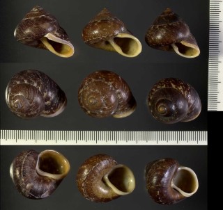 イリアンヤマタニシの仲間 未詳 Cyclophorus sp. small