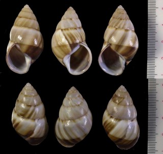 クリイロマレーマイマイ Amphidromus inversus small