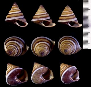 カドバリコゲパプア Papuina exsultans small