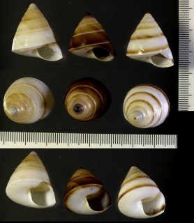 トガリパプアの仲間 Papuina metrodora small