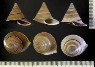 ハディマイマイ Papuina steursiana small
