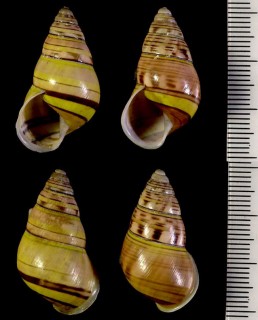 ニアスマレーマイマイ Amphidromus niasensis small