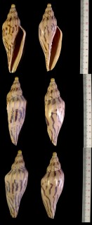 スベリヒタチオビ Fulgoraria glabra small