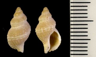フェネストトゲナシヨウラク Ocenebra fenestrata small