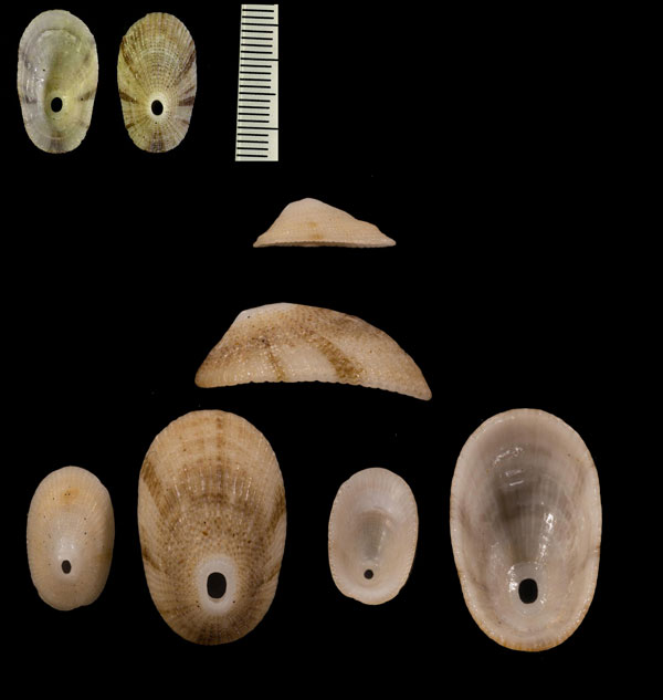 ジュウジテンガイ (仮称) Diodora crucifera small
