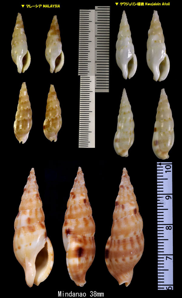 ミガキセコバイ Colubraria nitidula small