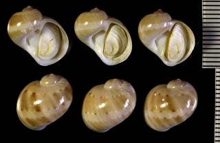 ヒメフロガイ Naticarius excellens small