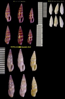 ハナマツムシ 花松虫 Aesopus spiculus small